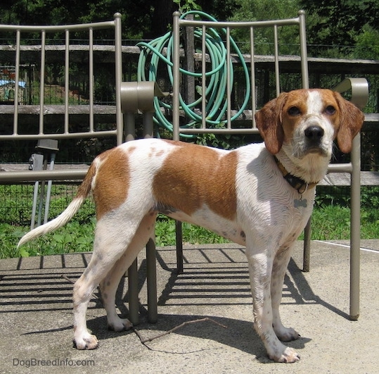 A tall fox hound sized dog standing outside on a cement patio next to lawn chairs that do not have cushions.