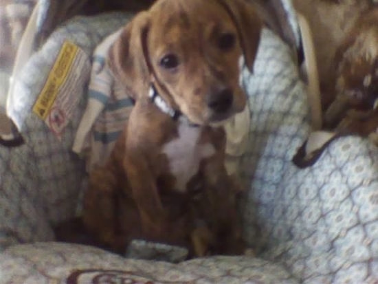 A brown with white Beagle Pit is sitting down in a baby's car seat and its head is tilted to the left.