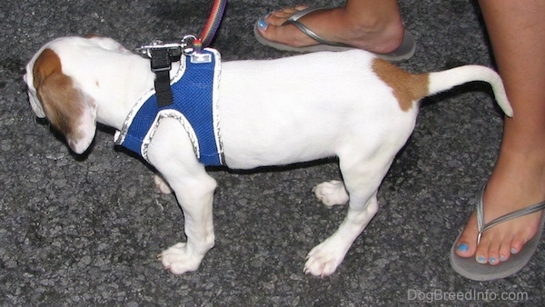 The left side of a white with brown Beagle Pit puppy that is wearing a blue harness. There is a person standing behind it.