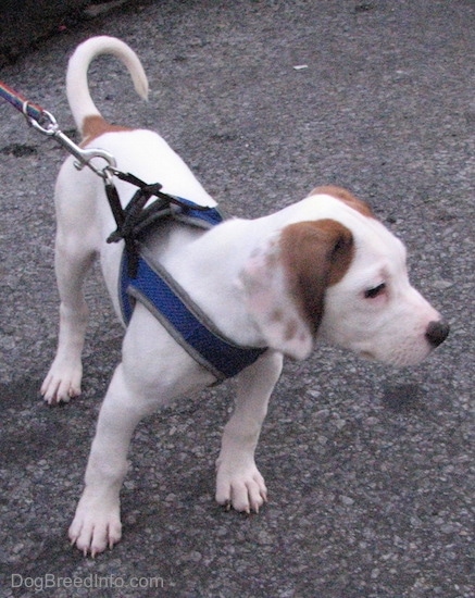 The front right side of a white with brown Beagle Pit puppy that is standing on a blacktop surface and it is pulling its leash holder towards the right.