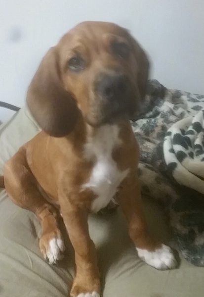 The front right side of a red with white Bebasset Bordeaux puppy that is sitting across a pillow and it is looking up.