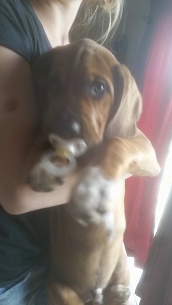 A person in a black shirt is holding a red with white Bebasset Bordeaux puppy in the air, exposing its belly.
