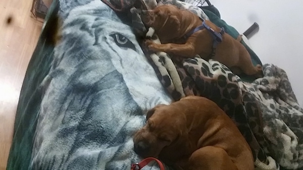 The front left side of two red Bebasset Bordeaux puppies that are laying across a bed.