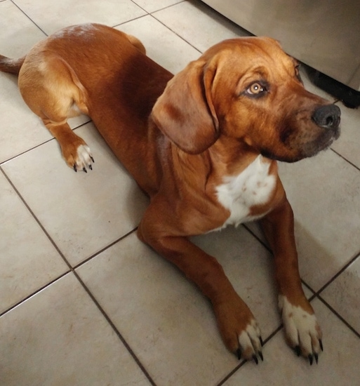 The front right side of a reddish-brown Bebasset Bordeaux that is laying on a tiled floor and it is looking to the right.