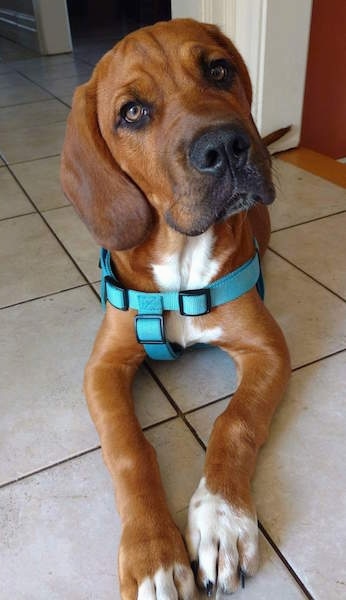 A red with white Bebasset Bordeaux puppy, that is wearing a blue harness, has its head tilted slightly to the left and it is looking forward.