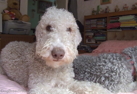 Bedlington Terriers laying down up on the bed, one with its head down and the other looking at the camera