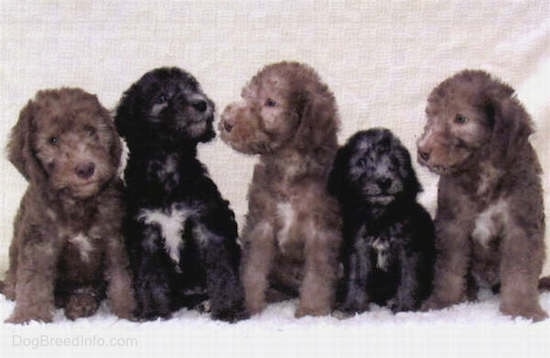 A litter of Bedlington Terrier puppies lined up in a row