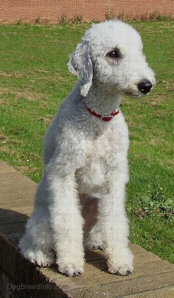 Bedlington Terrier sitting up on a brick wall
