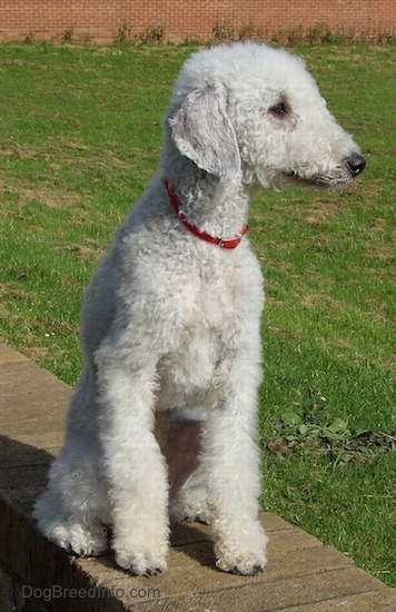 Bedlington Terrier sitting up on a brick wall looking to the right
