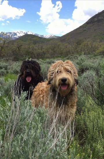 Two Bernedoodles are standing in front of each other outside in tall grass. There mouths are open and there tongues are out.