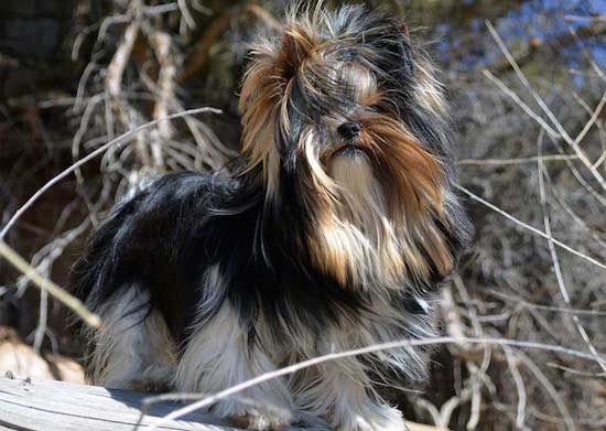 Sir Durango the Biewer Terrier standing on a wooden structure with the wind blowing its hair around