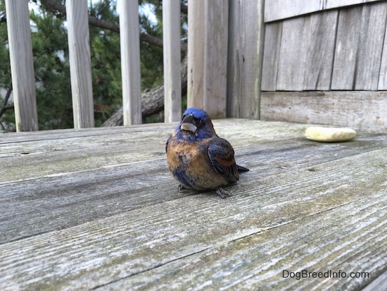 Front view - A blue brown and black bird sitting on a wooden deck with a rock behind it