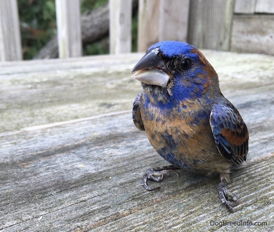 Front Sideview - A blue brown and black bird sitting on a woodenb deck
