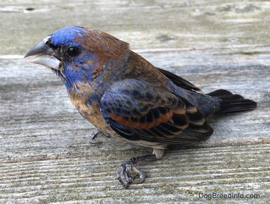 Sideview - A blue brown and black bird sitting on a woodenb deck with its foot curled up