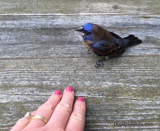 top sideview - A blue brown and black bird sitting on a wooden deck with a hand wearing a diamond ring with pink painted fingernails in front of it