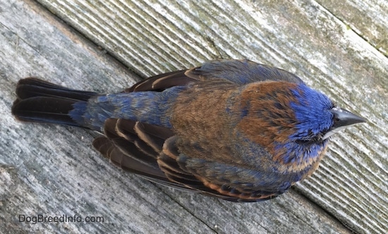 view from the top looking down - A blue brown and black bird sitting on a wooden deck with a rock behind it