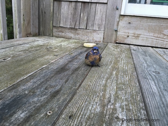 front left sideview - A blue brown and black bird sitting on a wooden deck with a rock behind it