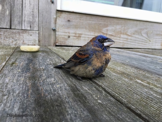 Sideview - A blue brown and black bird sitting on a wooden deck