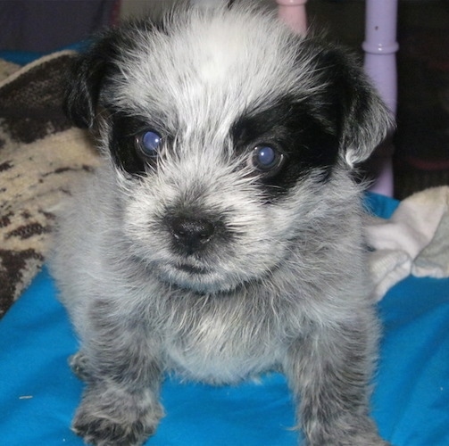 Close up - A little Blue-Tzu Heeler puppy is sitting on a blue pillow and it is looking forward.