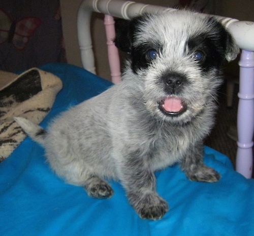 Close up - The right side of a little Blue-Tzu Heeler puppy that is sitting on a bed, it is looking up, its mouth is open and its tongue is out