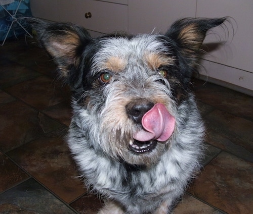 Close up - A white and black with tan Blue-Tzu is Heeler licking its chops