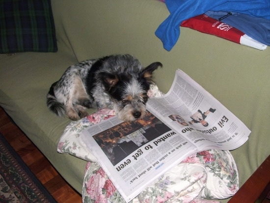The front right side of a white and black with tan Blue-Tzu Heeler that is laying across a green couch and it is looking down at a newspaper