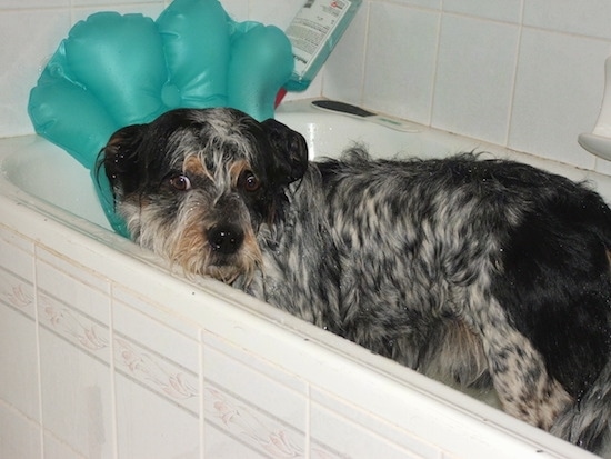 The left side of a white and black with tan Blue-Tzu Heeler that is all wet and it is standing in a bathtub.