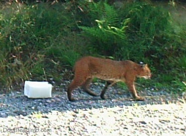 A brown Bobcat is walking across gravel with ferns behind it with a salt lick behind it.