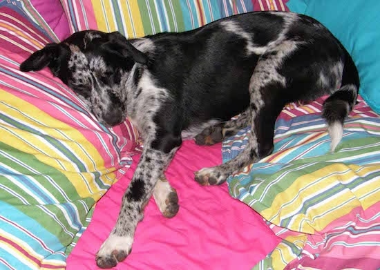 A border collie / labrador mix puppy sleeping on a rainbow colored blanket set