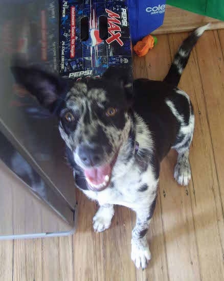 A border collie / labrador mix puppy sitting on a hardwood floor looking up happily with a case of Pepsi Max behind him