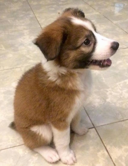 The right side of a brown with white and black Border Collie Bernard puppy that is sitting on a tiled floor, its mouth is open and it is looking to the right.