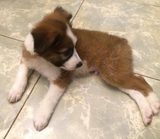 The left side of a brown with white and black Border Collie Bernard puppy that is laying across a tiled floor and it is looking to the right.