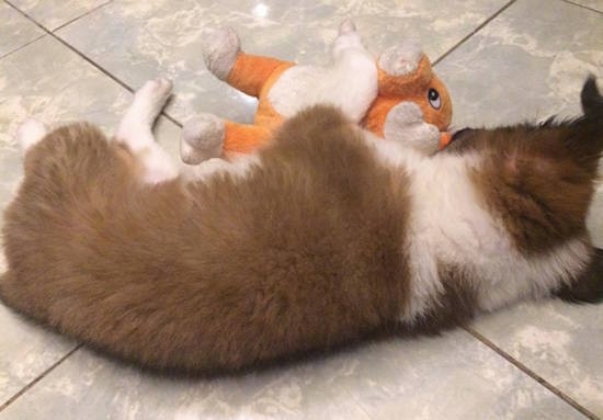 The back of a brown with white and black Border Collie Bernard puppy is sleeping on a tiled floor and in front of it is an orange and white plush toy.