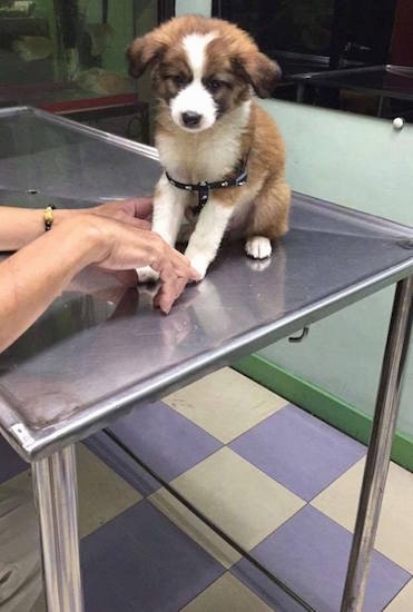 The front left side of a brown with white and black Border Collie Bernard puppy that is sitting on a metal table and it is looking down and over the edge of the table. A person is clipping its nails.