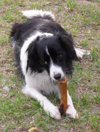 A black and white Border Collie Cocker is laying down in grass, chewing a bone and it is looking to the left