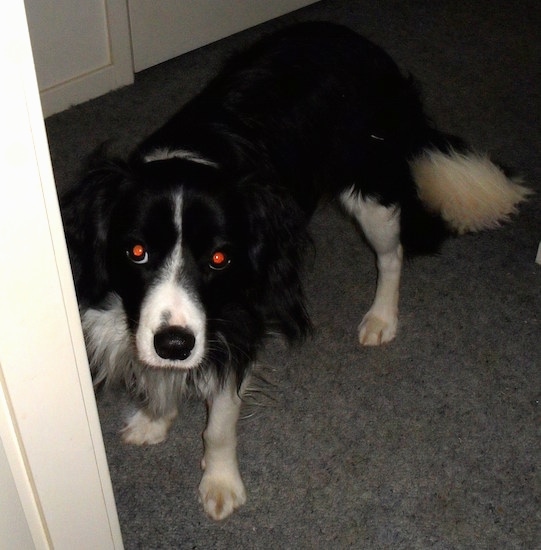 The front left side of a black and white Border Collie Cocker that is peering around the corner of a doorway.