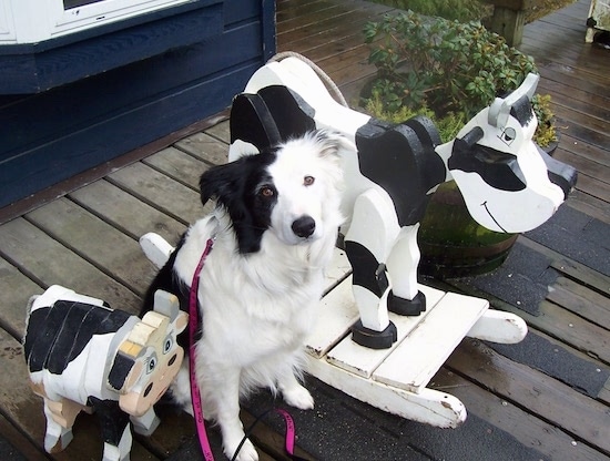 Jaxon the Border Collie sitting in the middle of two cow toys
