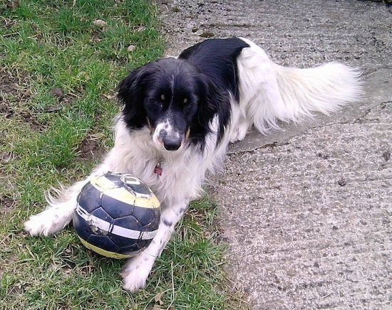 The front left side of a white and black Bordoodle that is laying across grass with a soccer ball between its front paws and it is looking forward.