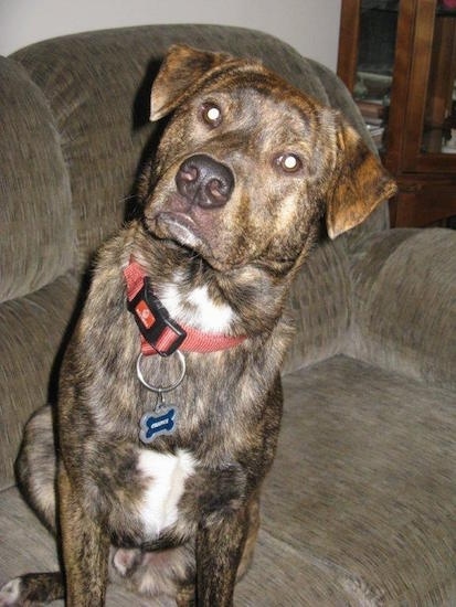 A brown brindle with white Box Heeler is sitting on a couch and its head is tilted to the right.