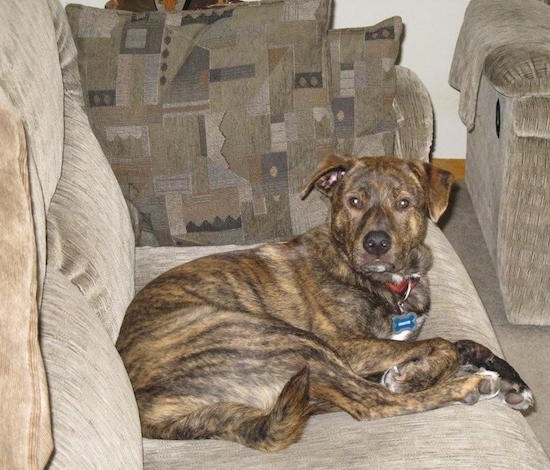 The right side of a brown brindle with white Box Heeler that is laying across an arm chair and it is looking forward.