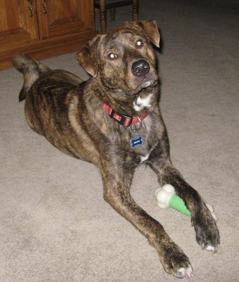 The front right side of a brown brindle with white Box Heeler that is laying on a carpet and its front left paw is overtop of a bone toy.