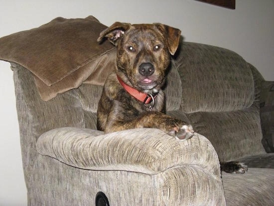 A brown brindle with white Box Heeler that is sitting in a chair. Its right paw is on the arm of the couch.