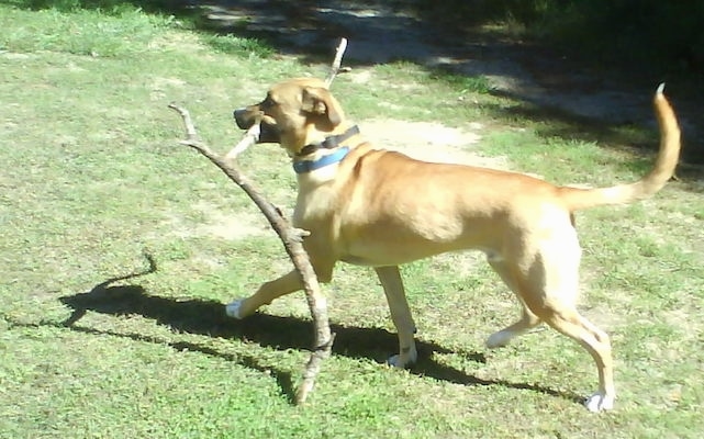 The left side of a tan with white Boxer Shepherd that is walking across a field with a large stick in its mouth.
