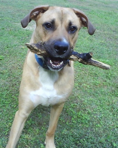 A tan dog with a black mask outside with a stick in his mouth