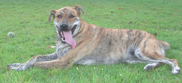 The left side of a brindle with white Boxer Shepherd that is laying across a field, it is looking forward, its mouth is open and its tongue is out.