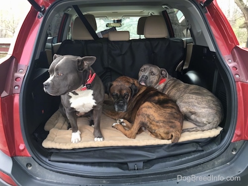 Mia the American Bully sitting in the back of a car. Bruno the Boxer and Spencer the Pitbull Terrier laying in the back of a car