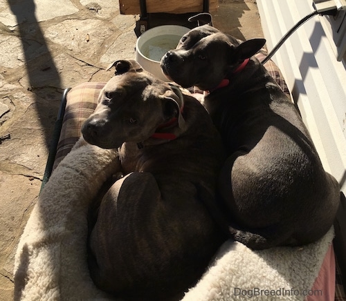 Mia the American Bully and Spencer the Pitbull Terrier sharing a dog bed next to a house