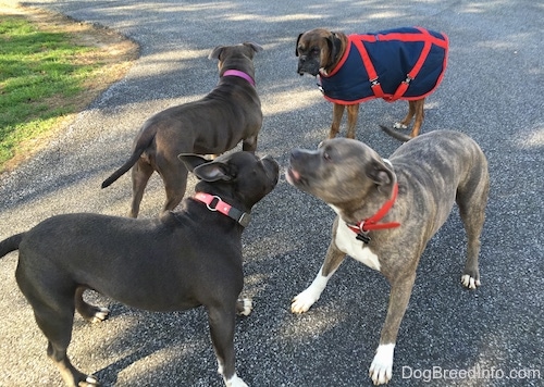 Spencer the Pit Bull Terrier and Mia the American Bully standing face-to-face and so is Leia the Bully and Bruno the Boxer on a blacktop