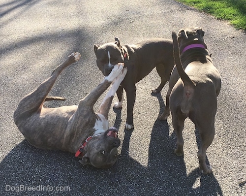 Spencer the Pit Bull Terrier on his back with his front paws in the face of Mia the American Bully. Leia the Pit Bull standing next to them on a blacktop