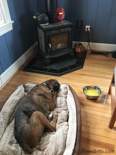 Bruno the Boxer laying on a dog bed in front of a wood burning stove
